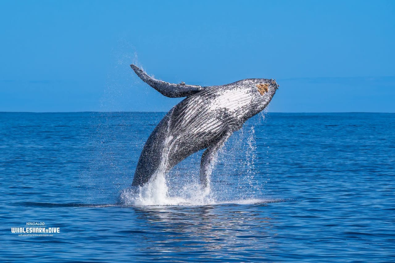 Whale Watching Season