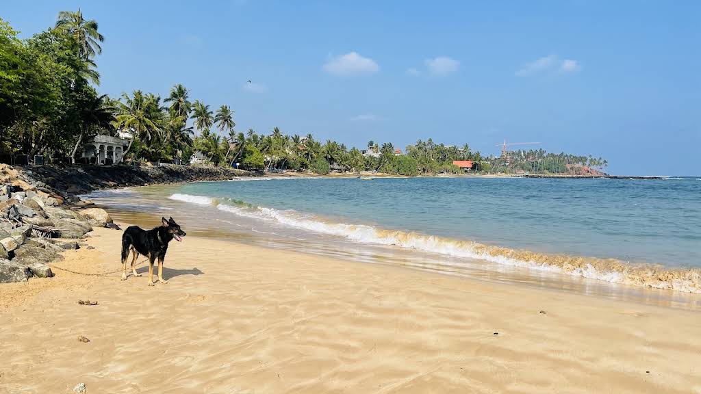 Sandy Mirissa coastline with palm trees, shallow waves and a dog on the shore